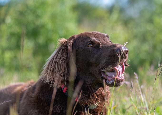 Brown Dog in Grassy Field