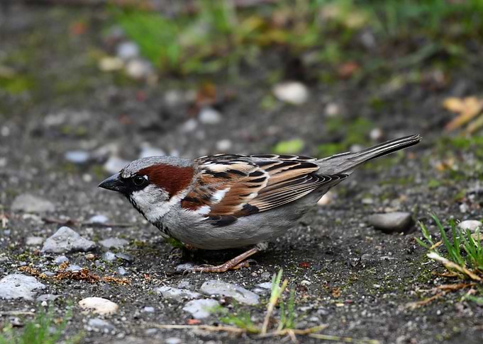 Sparrow on the Ground