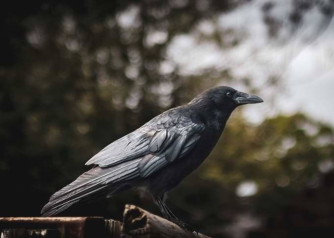 Raven Perched on Wood
