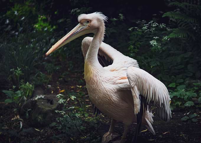 Pelican at Edinburgh Zoo