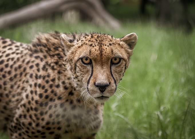 Cheetah portrait at Edinburgh Zoo