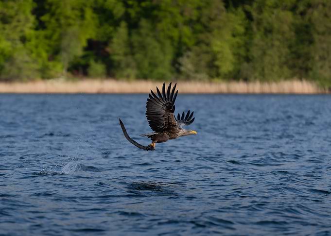 White-Tailed Eagle catching eel