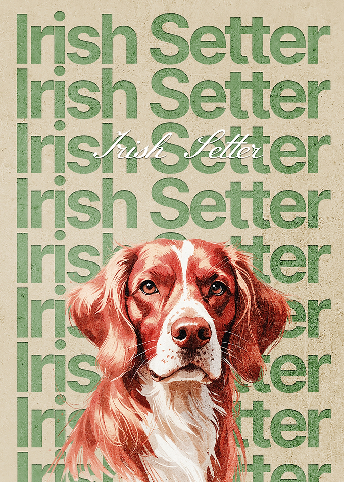 Irish Setter Dog Poster