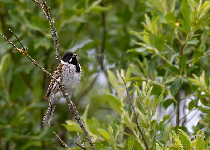Reed Bunting Bird on Branch