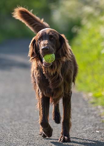 Dog with Tennis Ball Portrait