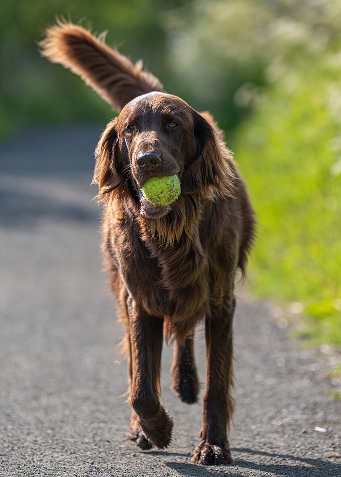 Dog with Tennis Ball Portrait
