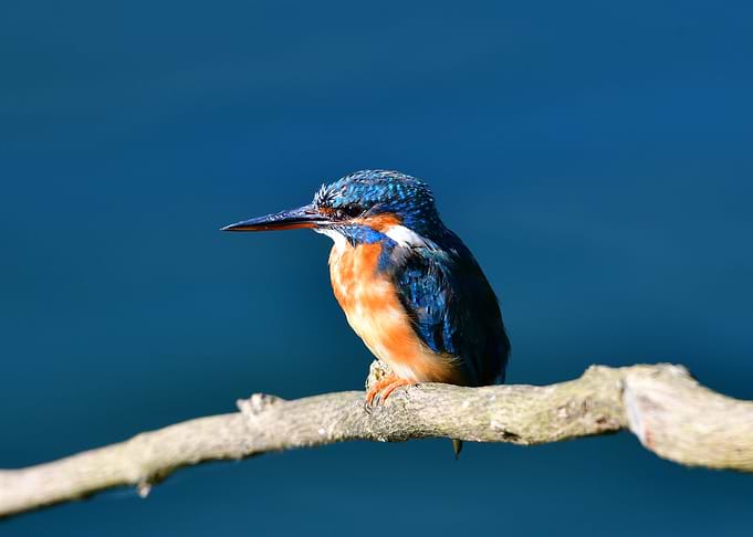 Kingfisher Perched on Branch
