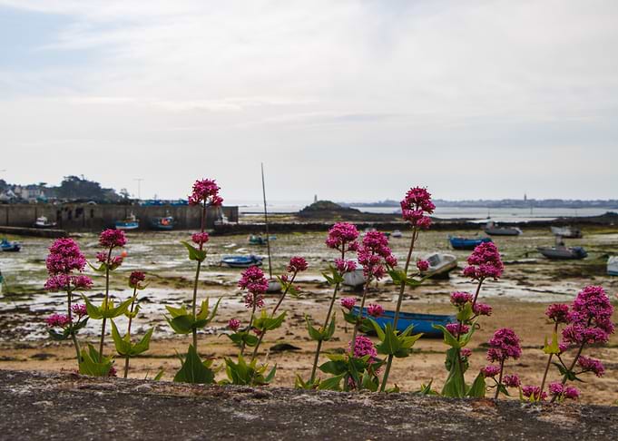 Coastal Flowers and Boats at Low Tide