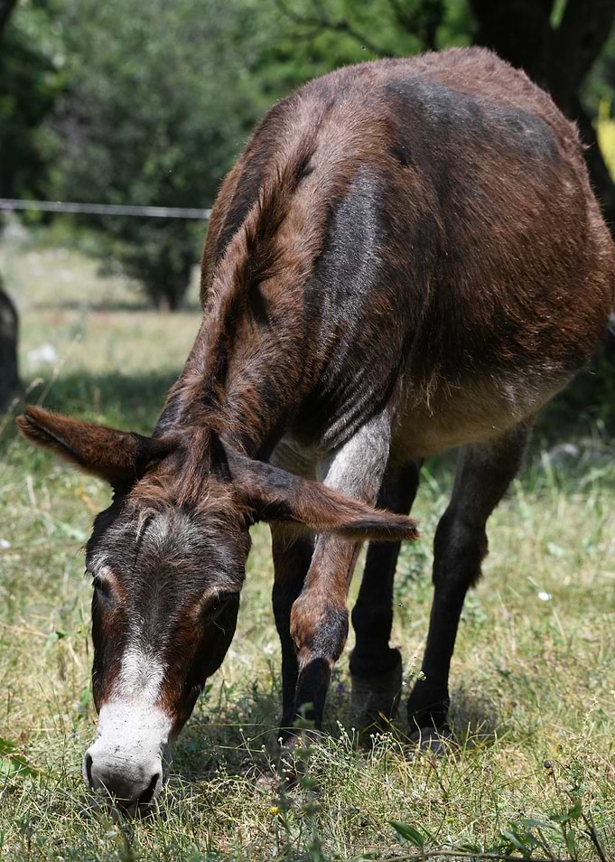 Brown Donkey Grazing in a Field