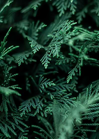 Green Cedar