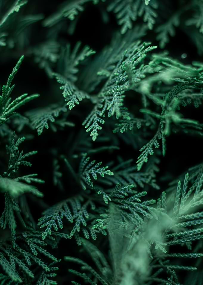 Green Cedar