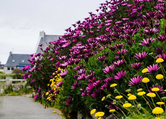 Purple and Yellow Flowers by Road