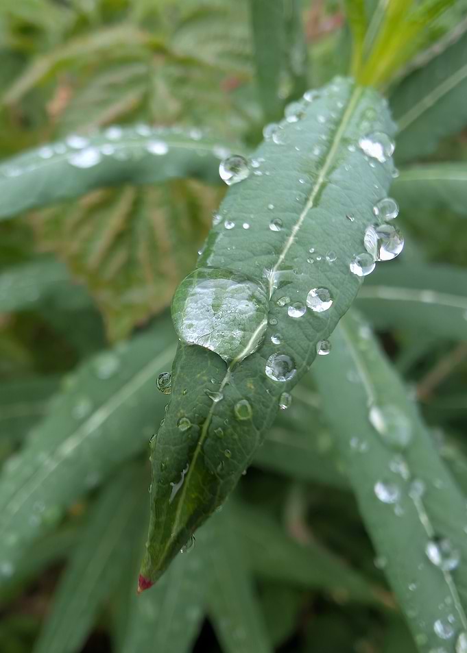 Water of Life