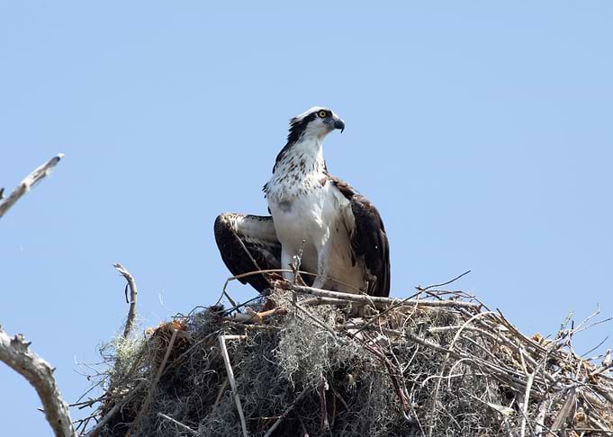 Osprey in Nest