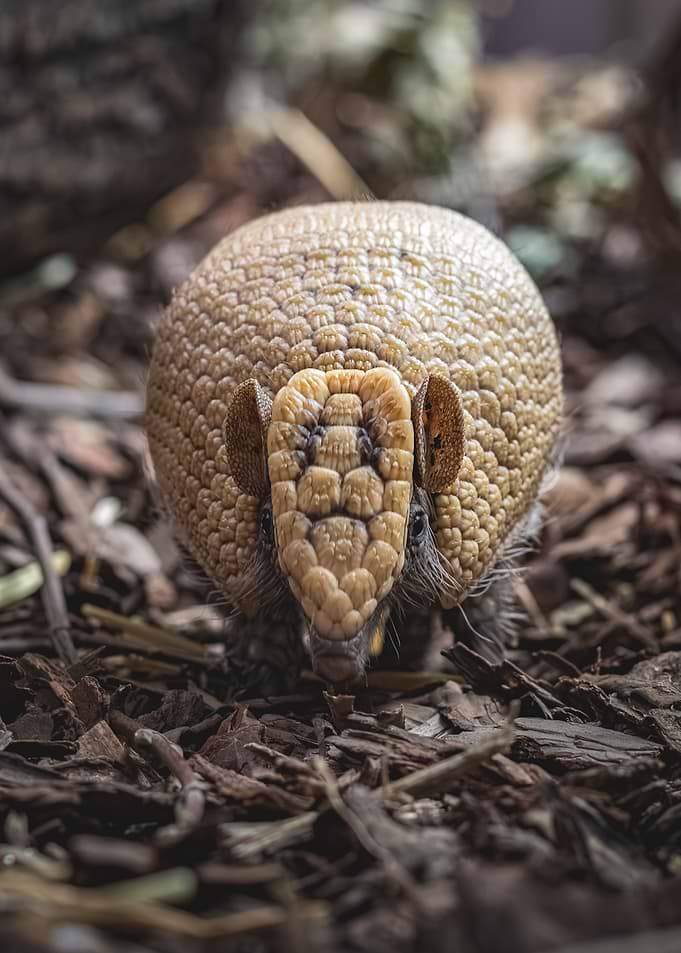 Close-up of a Southern three-banded armadillo