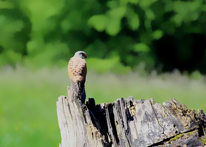 Distant kestrel on a tree stump