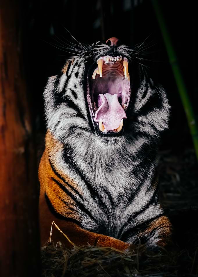 Roaring Sumatran Tiger Portrait