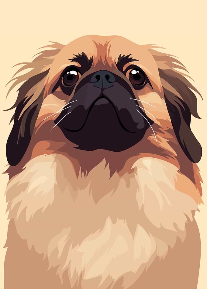 Cute Funny Pekingese Dog Portrait Minimalist Illustration Art