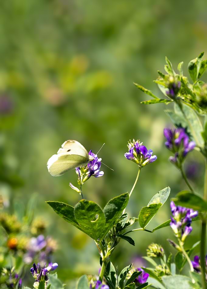 White butterfly on Alfalfa