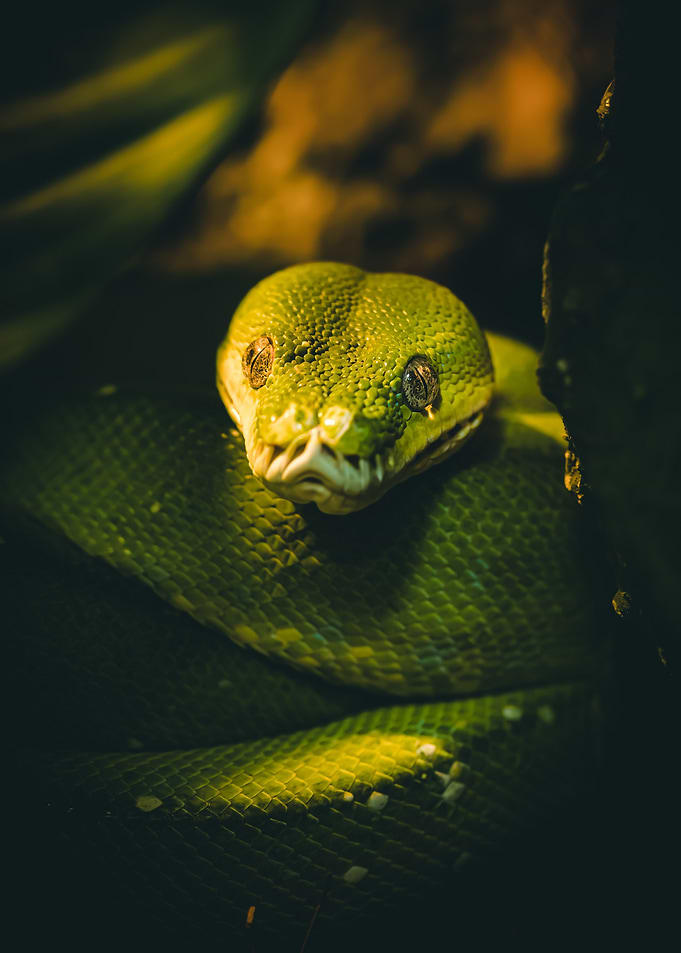 Green tree python (Morelia viridis) Close-Up