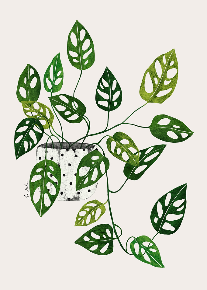 Monstera Obliqua Plant