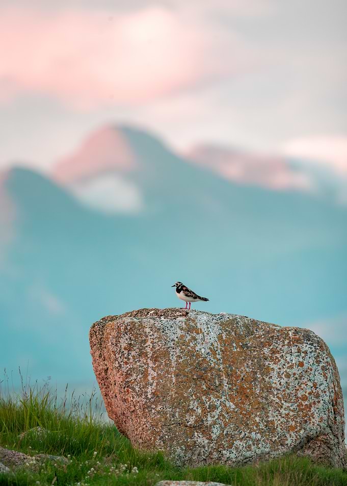 Ruddy turnstone at Sunset