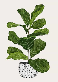 Fiddle Leaf Fig Plant