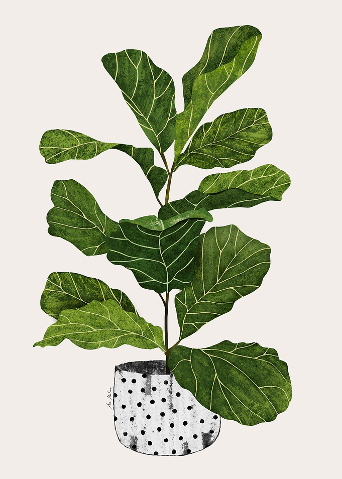 Fiddle Leaf Fig Plant