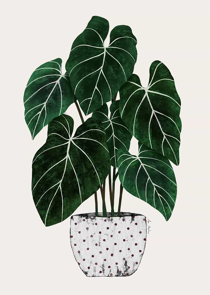 Philodendron Plant