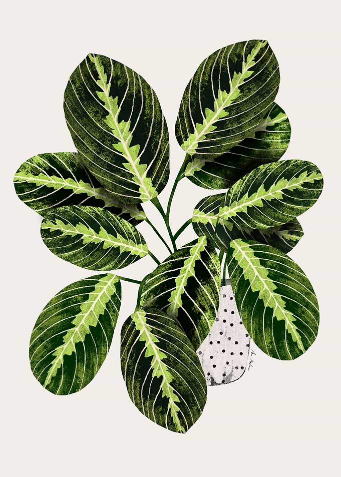Maranta Plant in Polka Dot Pot