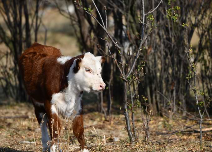 Brown and White Calf Portrait