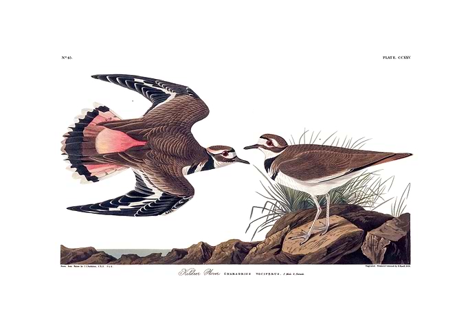 The Birds of America - Killdeer Plover