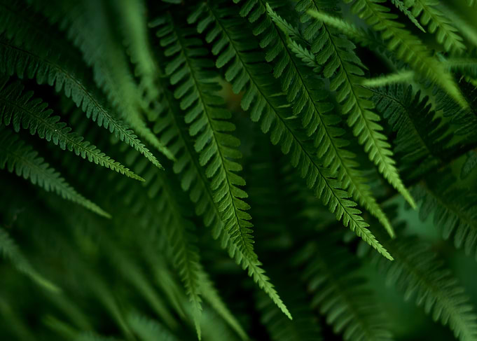 Lush Green Fern Fronds