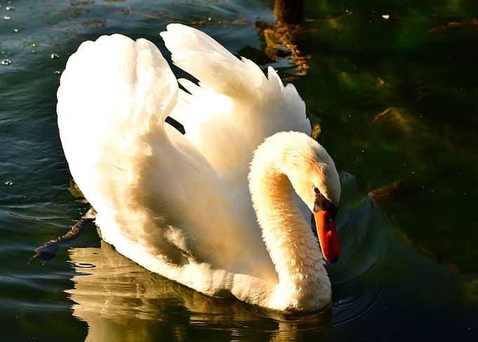 Elegant Swan on Water