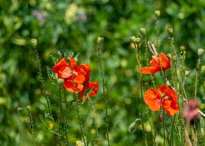 Red Poppies
