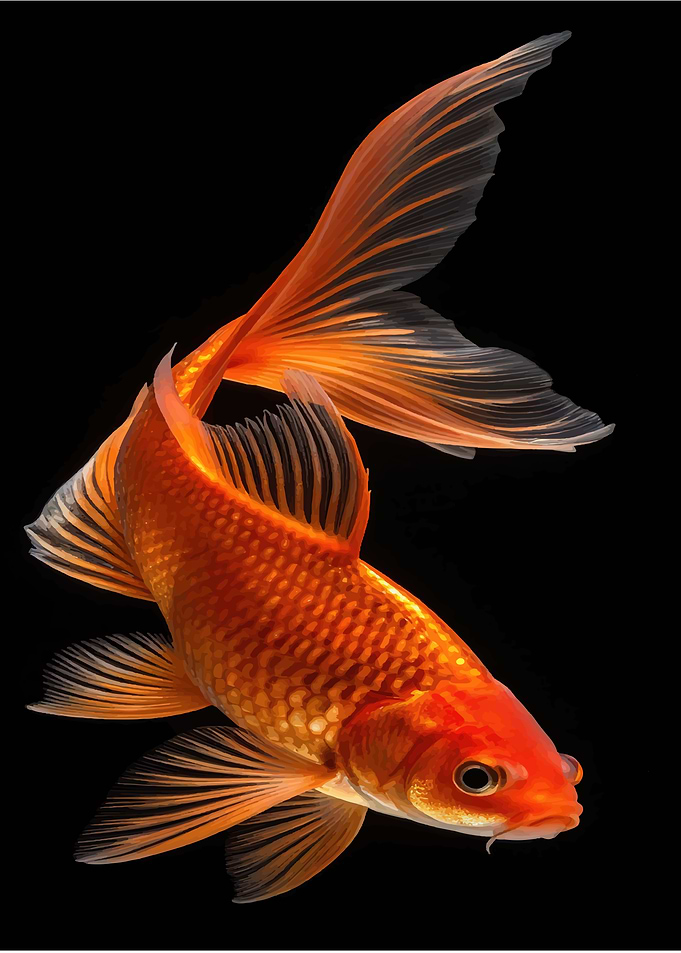 Elegant Goldfish on Black Background