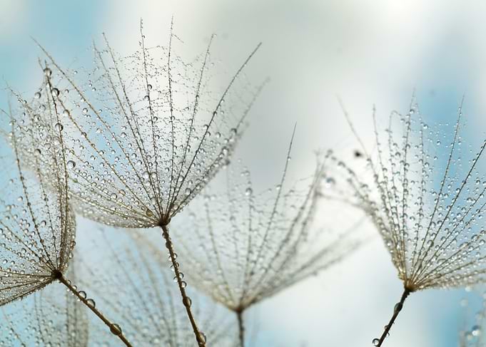 Dandelion Seeds with Water Droplets