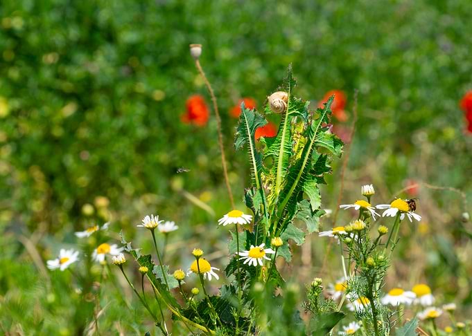 Chamomile, Poppies, and Snail in Field