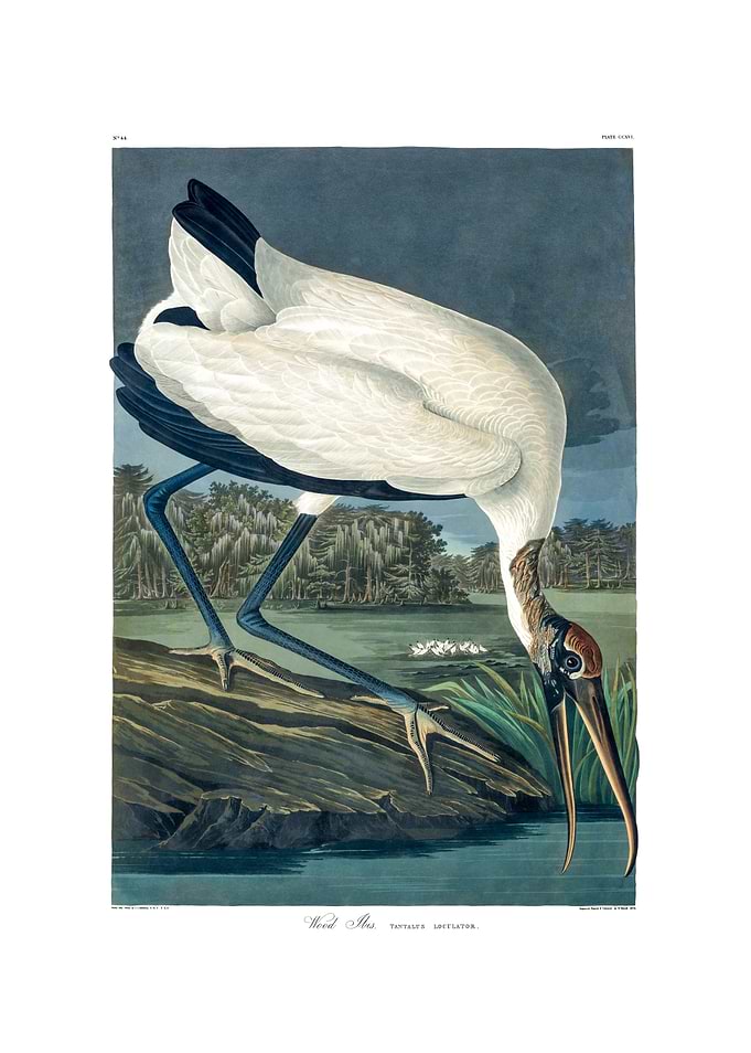 The Birds of America - Wood Ibis