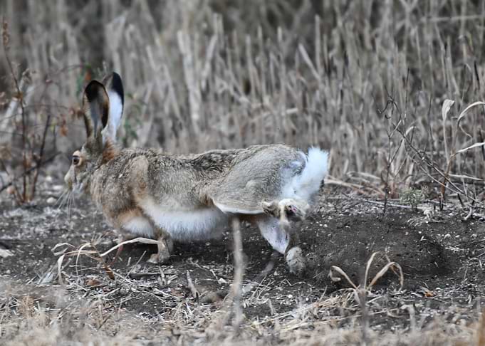 Hare Running in Field