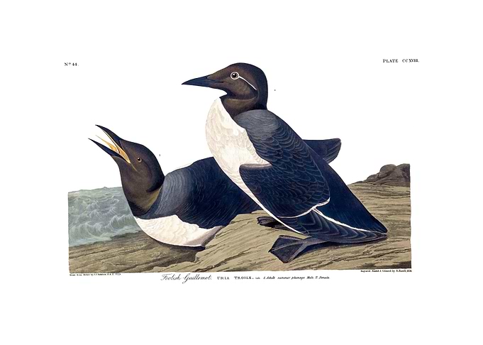 The Birds of America - Foolish Guillemot