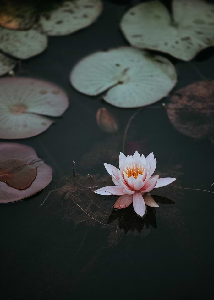 Water Lily in a Dark Pond