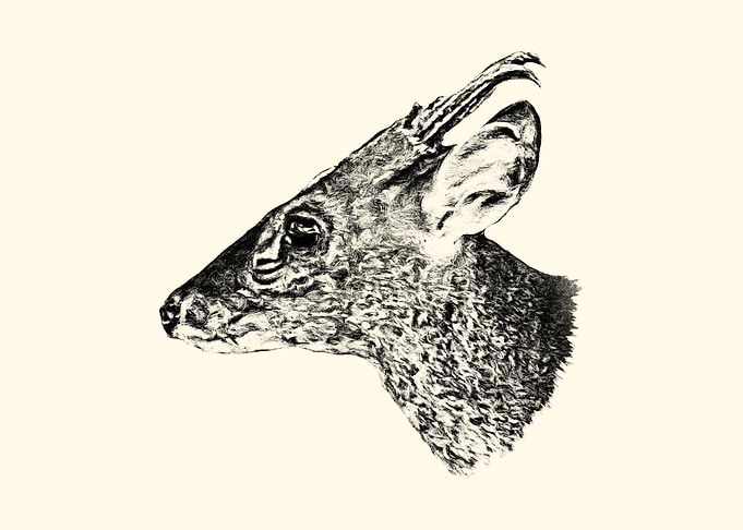 Muntjac Deer Head Sketch
