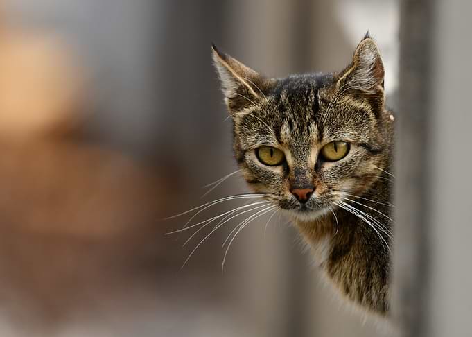 Tabby Cat Peeking