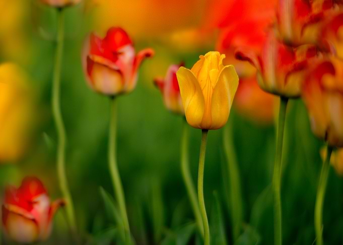 Vibrant Tulips in a Garden Setting