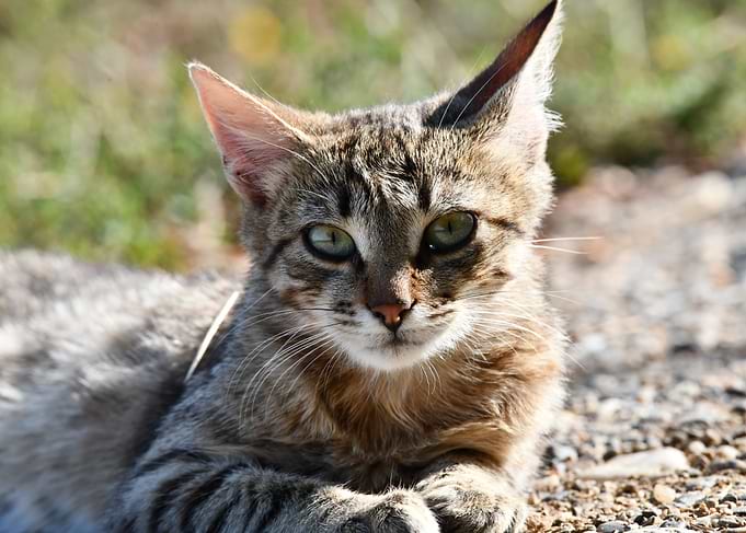 Resting Tabby Cat Portrait