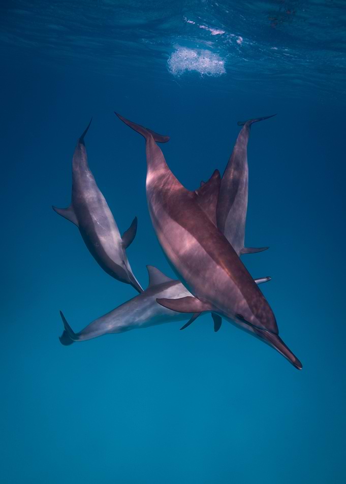 Dolphins swimming in the ocean