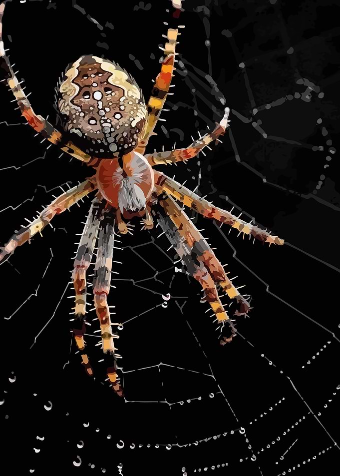 Spider in Web