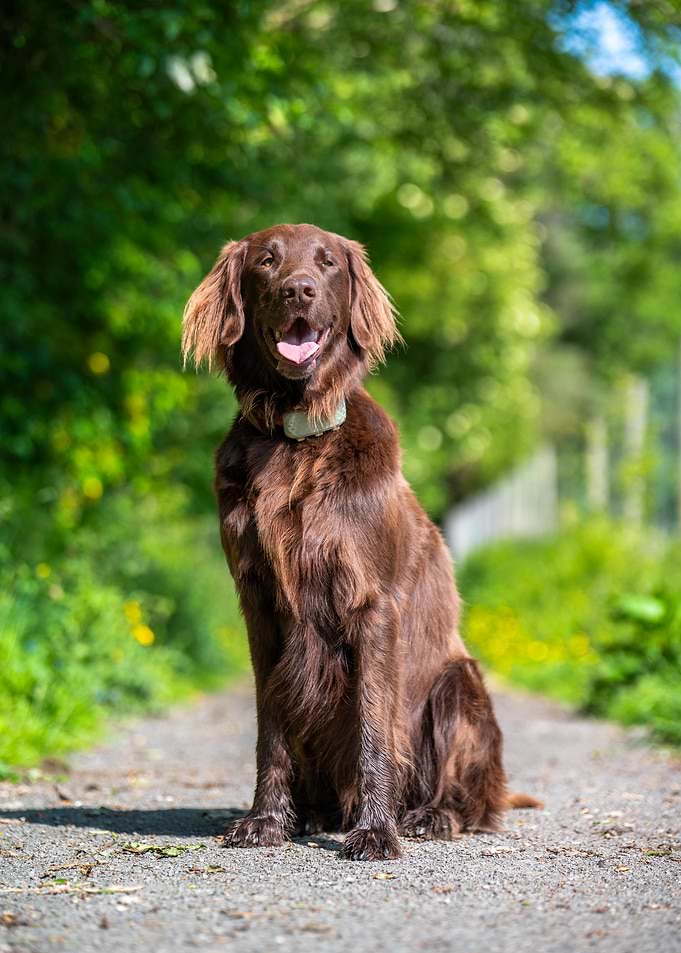 Brown Flat-Coated Retriever Portrait