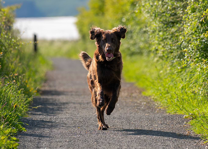 Running Brown Dog on Path